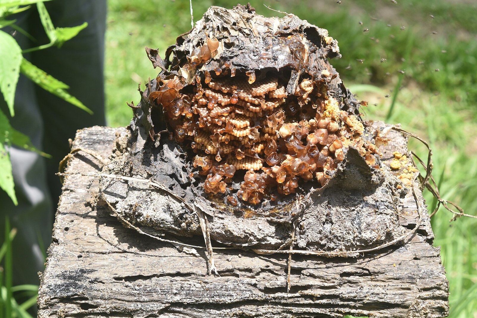 Propolis ve balmumu üzerinde bal arıları