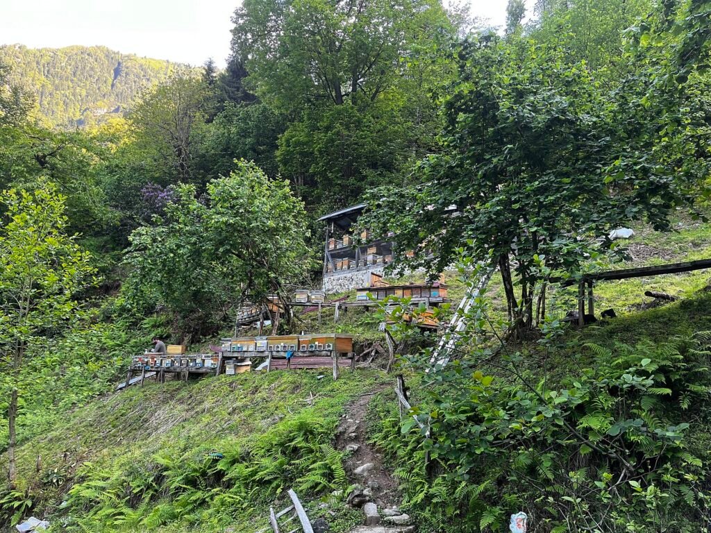 Arılıkta kovanlar