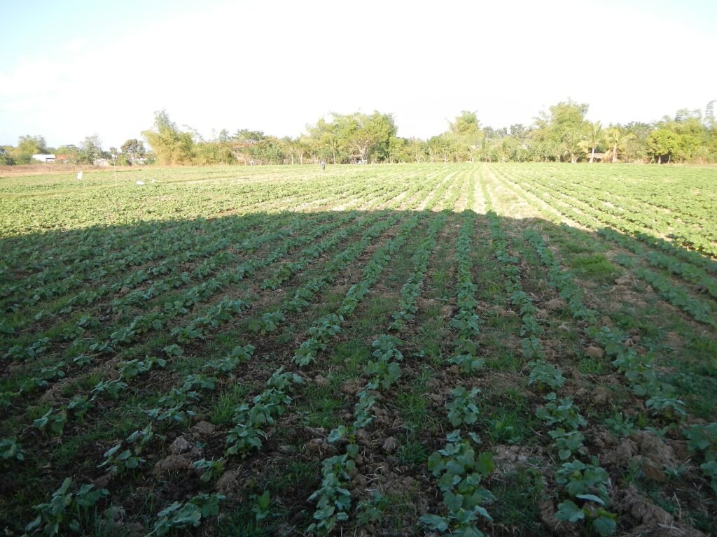 Bamya tarlası
