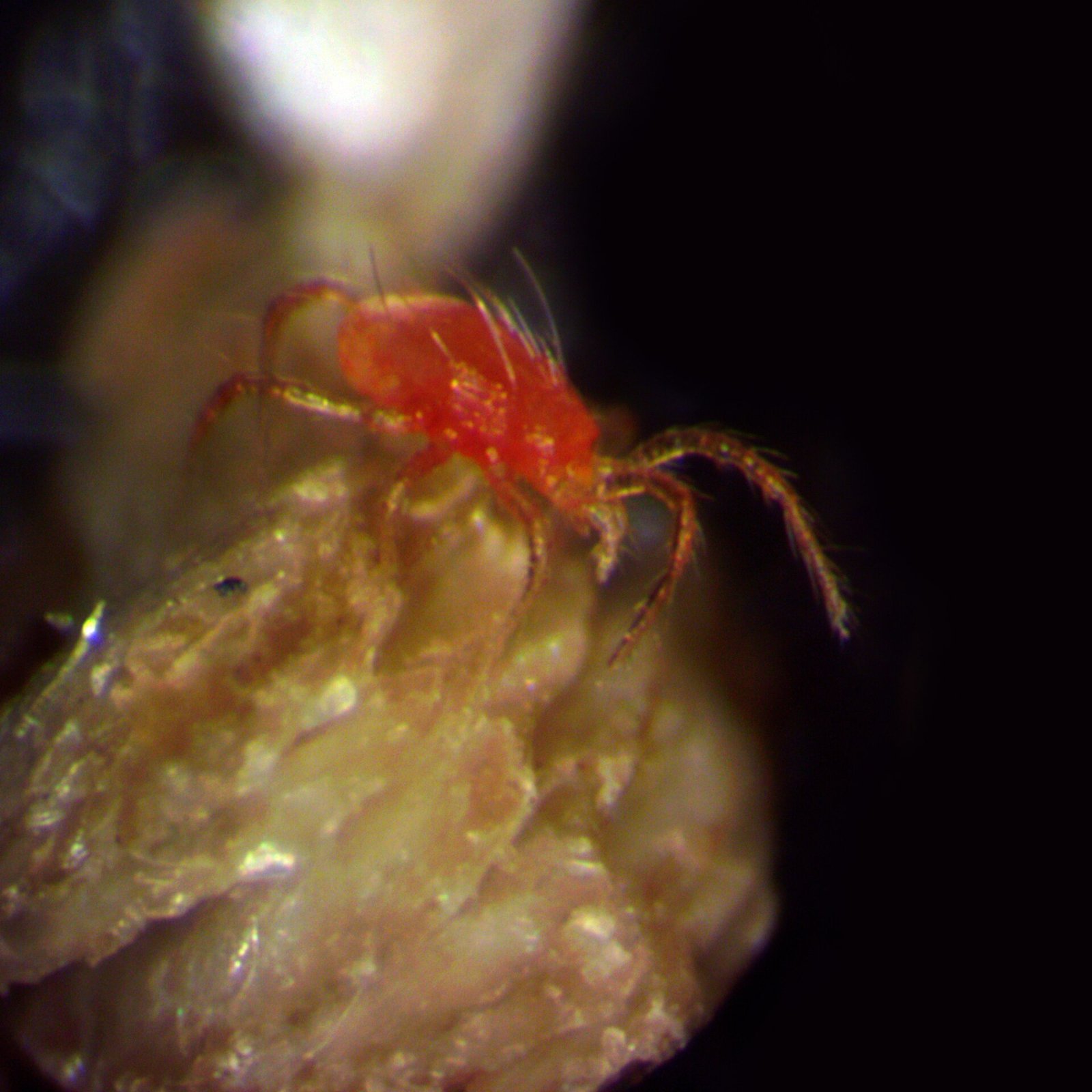 Avcı akar Phytoseiulus persimilis