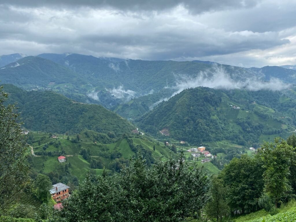 Çay Yetiştiriciliği: Doğu Karadeniz'de Bahçe Tesisi, Budama ve Hasat Rize Çayeli’nde çay bahçeleri