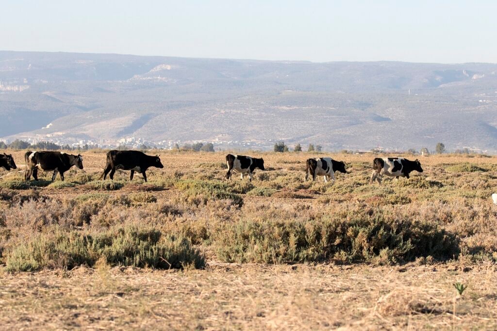 Belgeli personelin topladığı soğutulmuş çiğ süte 0,3 katsayılı ilave destek Göksu Deltası'nda siyah-beyaz alaca süt inekleri