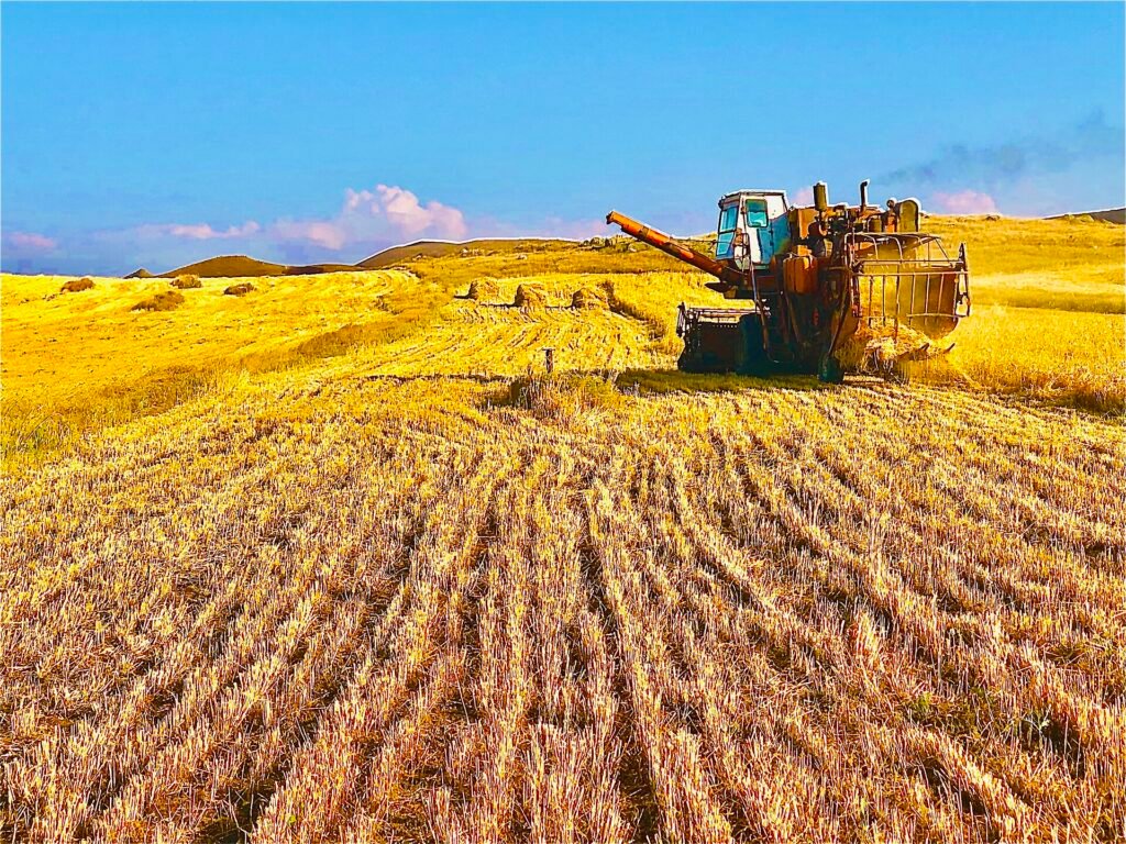 Olgunlaşmış buğday tarlası