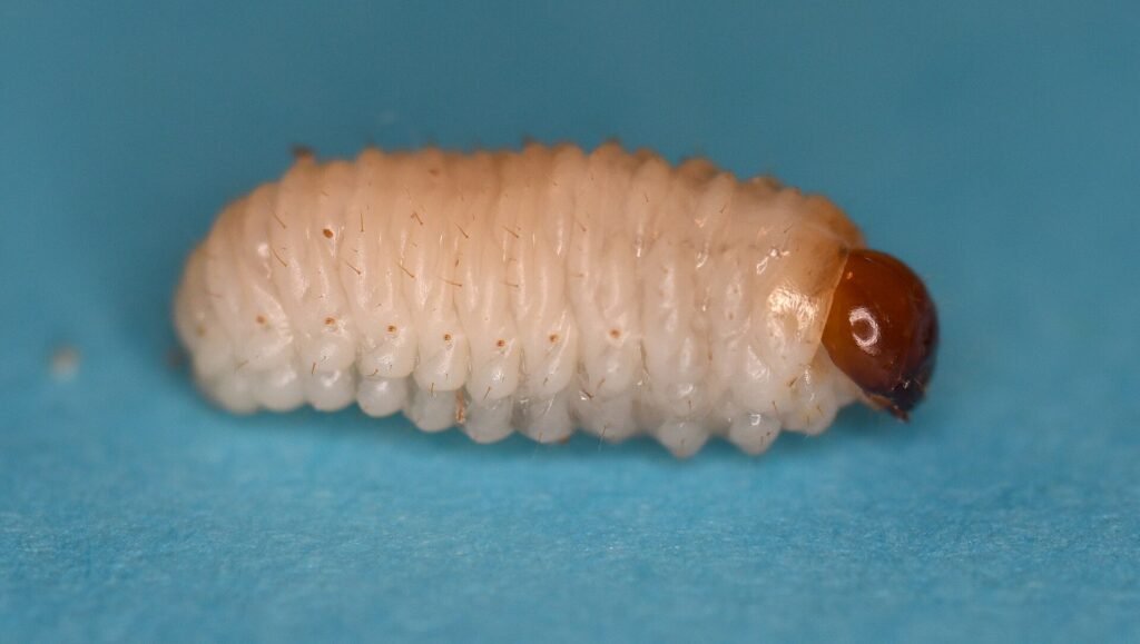 Fındık Kurdu (Curculio nucum): Sayım, Eşik ve Mücadele Rehberi Fındık kurdu ergini