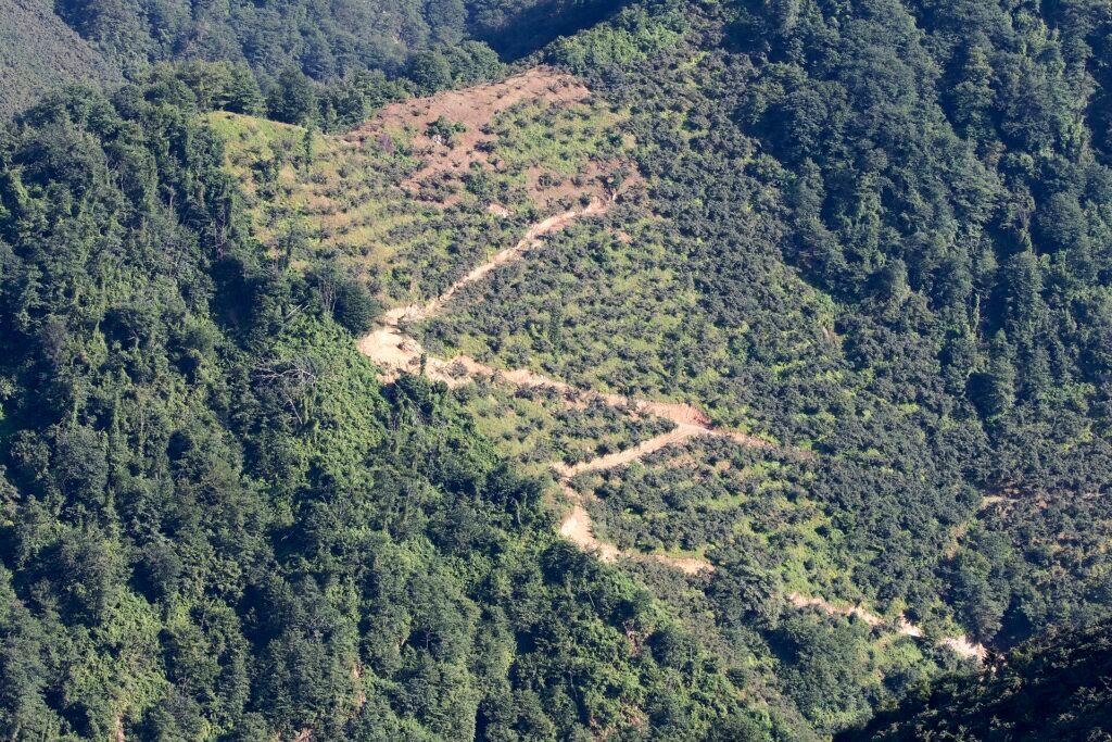 Fındık Yetiştiriciliği: Ocak Sistemi, Budama, Hasat ve Kurutma Giresun'da fındık bahçeleri