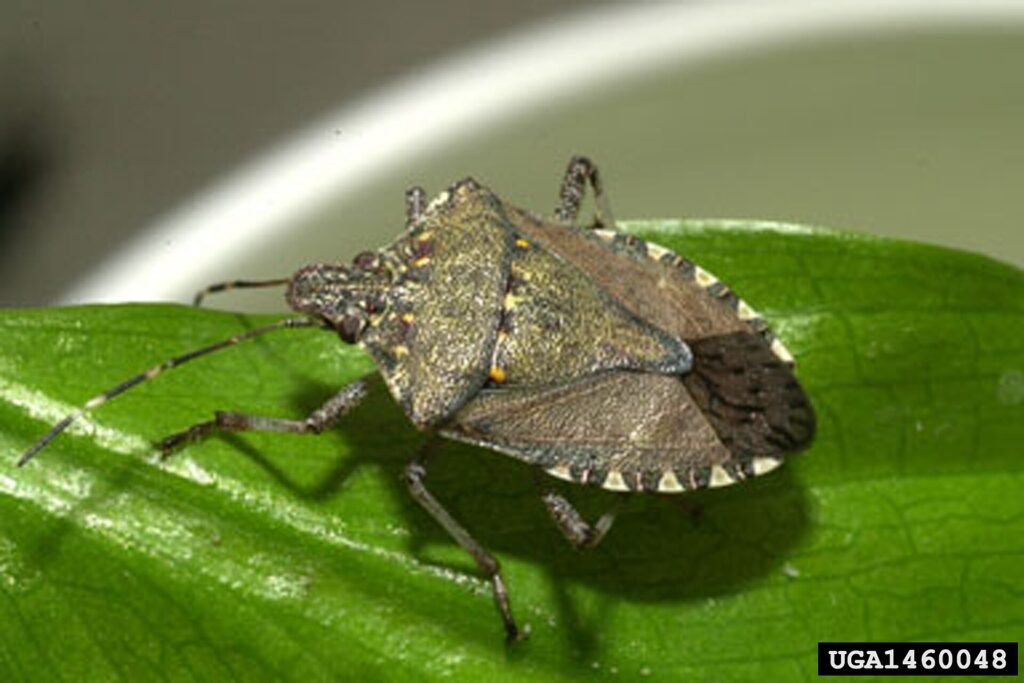 Kahverengi Kokarca (Halyomorpha halys): Tanıma, Zarar ve Mücadele Rehberi Ergin kahverengi kokarca