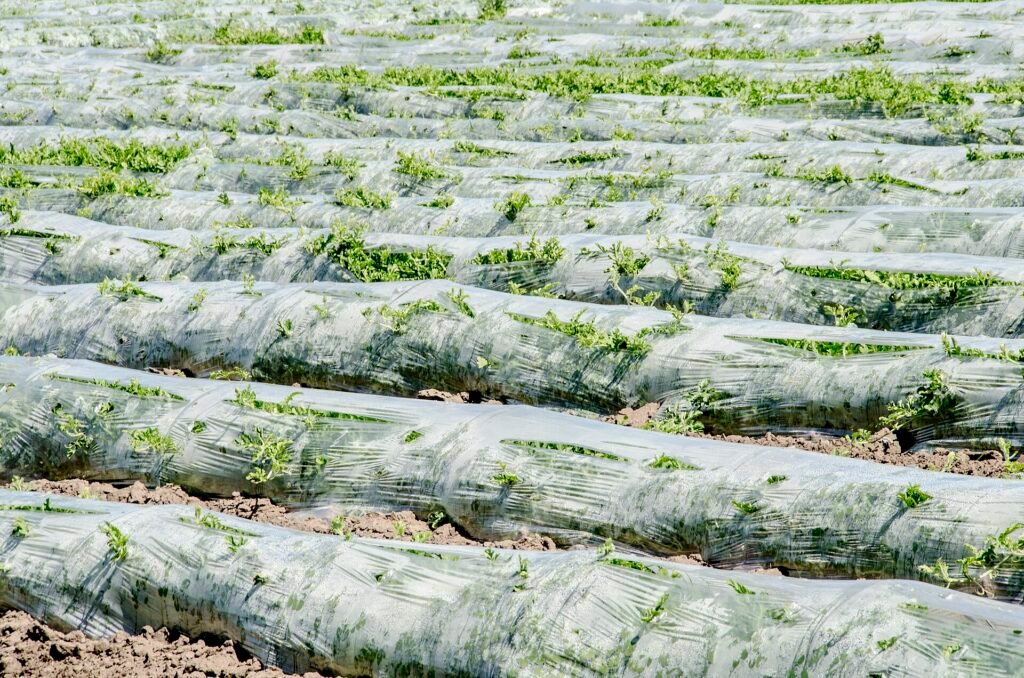 Karpuz ve Kavun Yetiştiriciliği: Ekimden Hasat ve Muhafazaya Rehber Alçak tünel altında karpuz tarlası