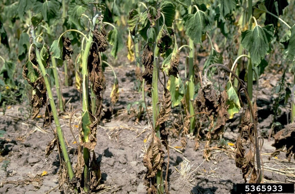 Kök Çürüklüğü ve Solgunluk Hastalıkları: Fusarium, Verticillium, Phytophthora Ayçiçeğinde Verticillium solgunluğu belirtileri