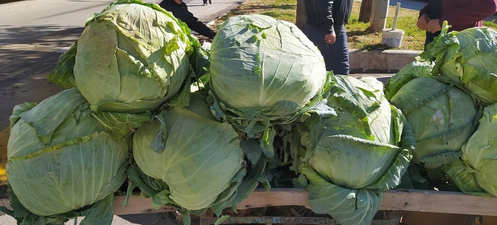 Bayburt'ta beyaz lahana