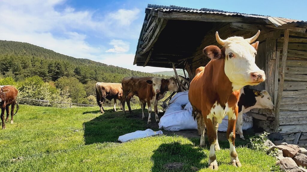 Mastitis (Meme İltihabı): Belirtiler, CMT Testi ve Korunma Rehberi Köyde bir süt ineği