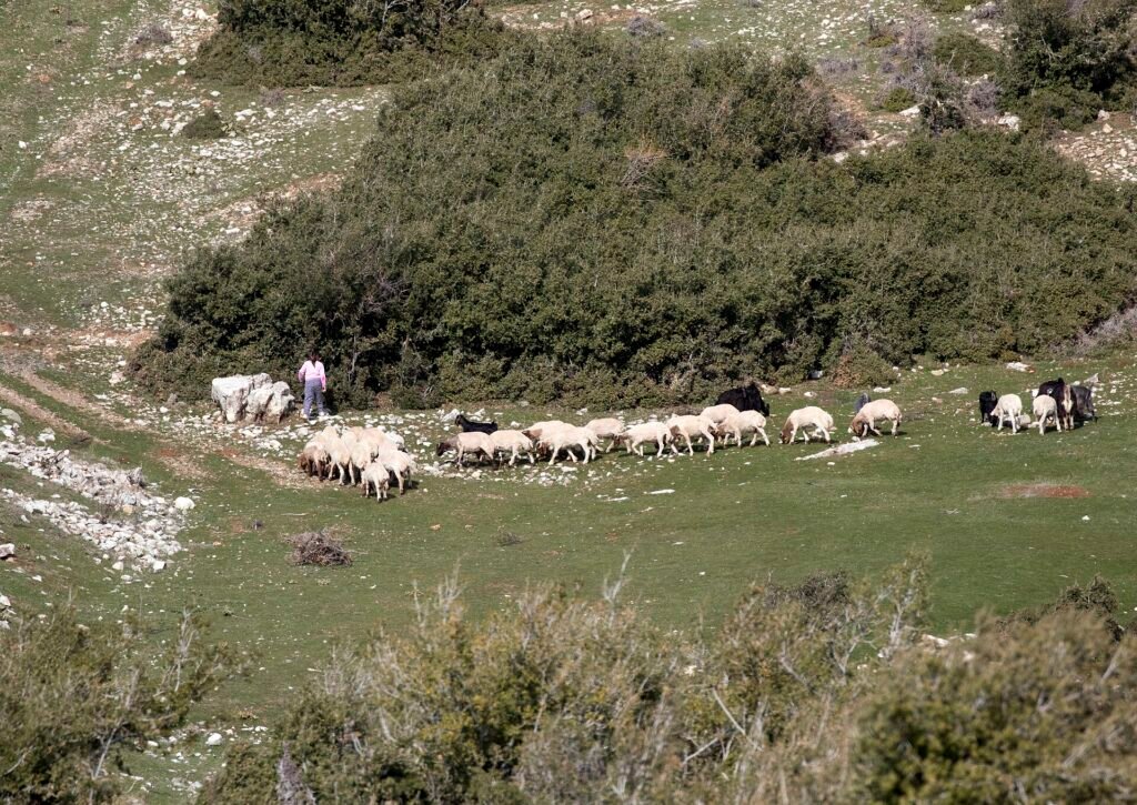 Merada otlayan İvesi koyun sürüsü