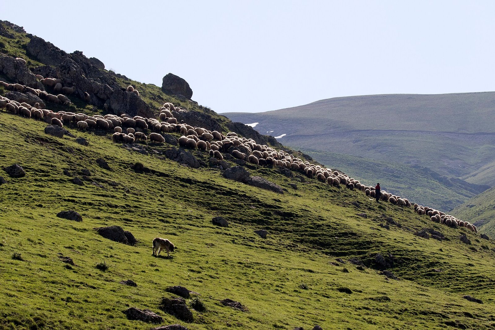 Yayla merasında koyunlar