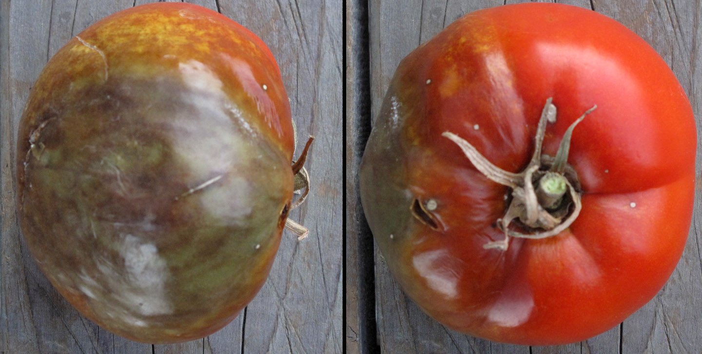 Mildiyö Hastalığı: Bağ, Domates, Patates ve Hıyarda Belirti ve Mücadele Domates meyvesinde mildiyö belirtisi