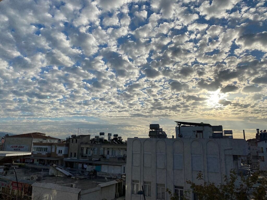 Koza açmış pamuk tarlası