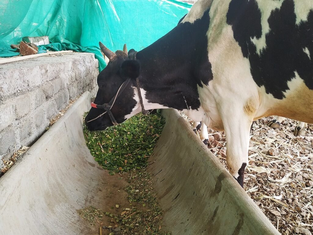 Yemlikte yem tüketen sığırlar