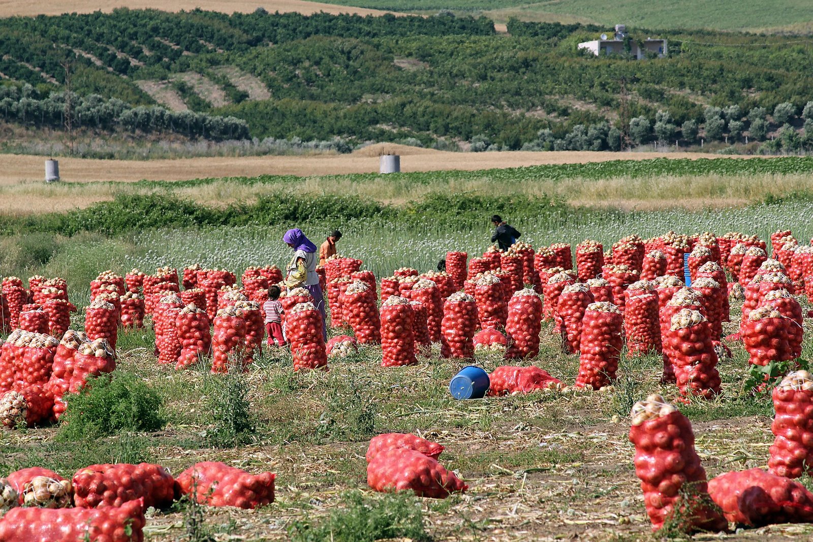 Kuru Soğan Yetiştiriciliği: Tohum, Arpacık, Sulama, Hasat ve Depolama Yumurtalık yakınlarında soğan hasadı