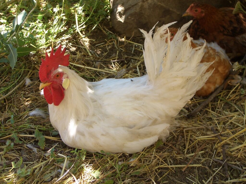 Köyde bir horoz