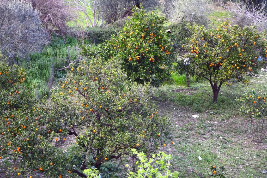 Karaisalı'da portakal bahçesi