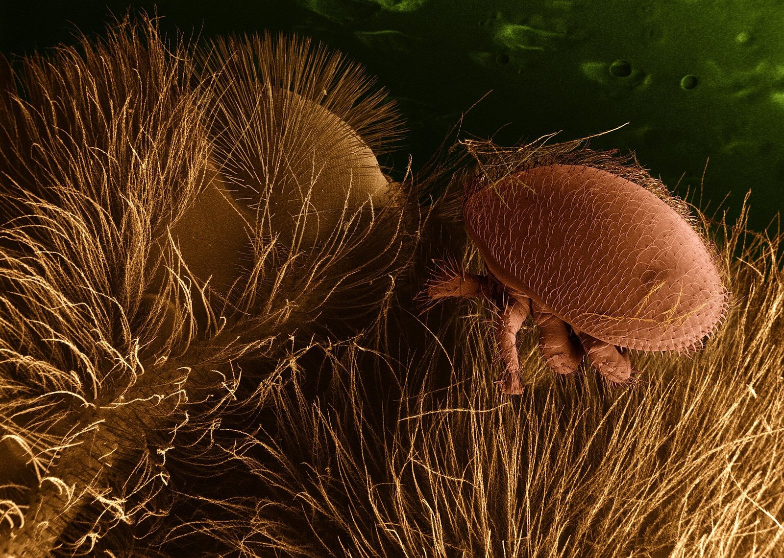 Varroa ve Arı Hastalıkları: Yavru Çürüklüğü, Nosema ve Kireç Hastalığı Bal arısı üzerinde varroa akarı