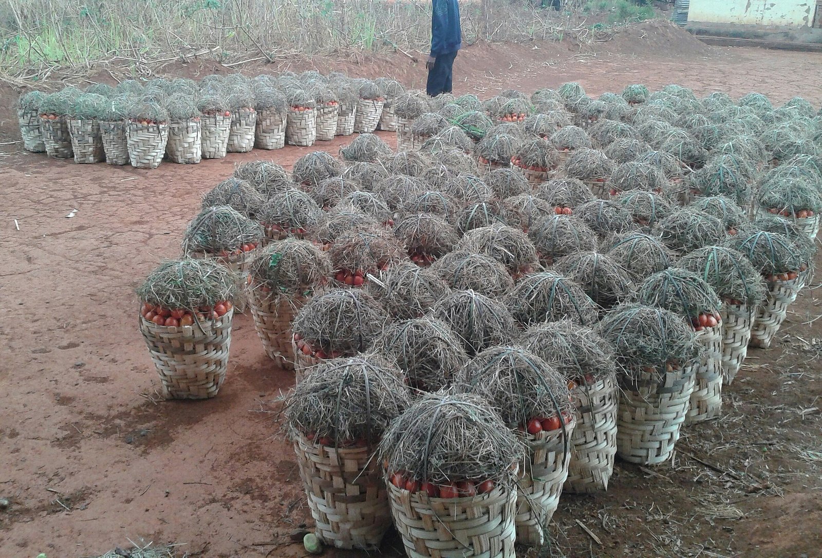 Kasalarda domates