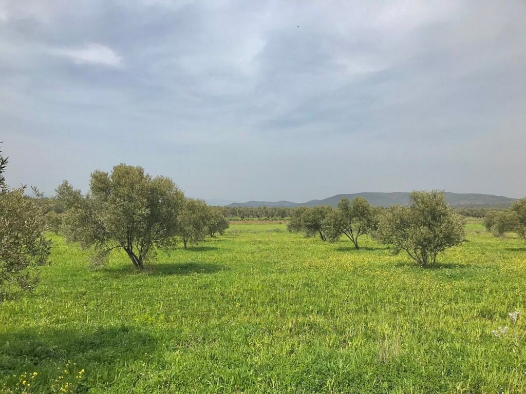 Zeytin Hastalıkları: Halkalı Leke, Dal Kanseri, Antraknoz ve Kurum Rehberi Balıkesir Gömeç’te zeytinlik