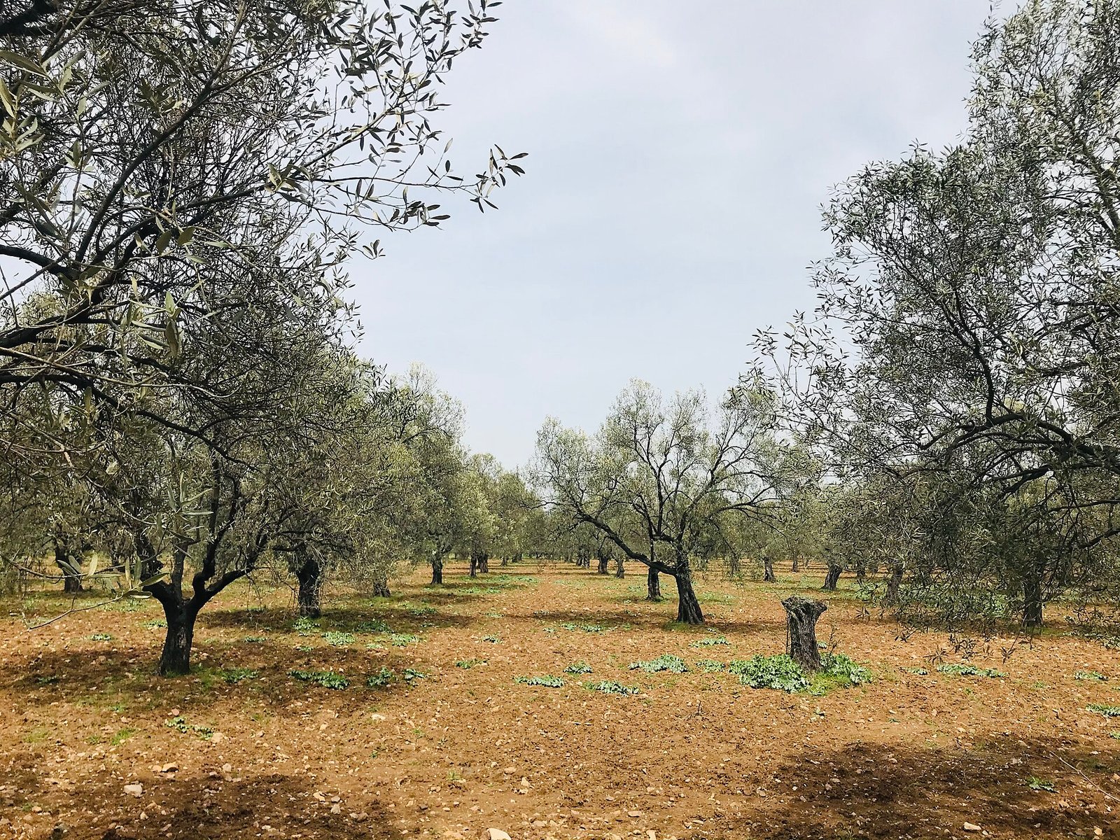 Zeytin Yetiştiriciliği: Dikim, Budama, Sulama ve Hasat Rehberi Zeytin ağaçları