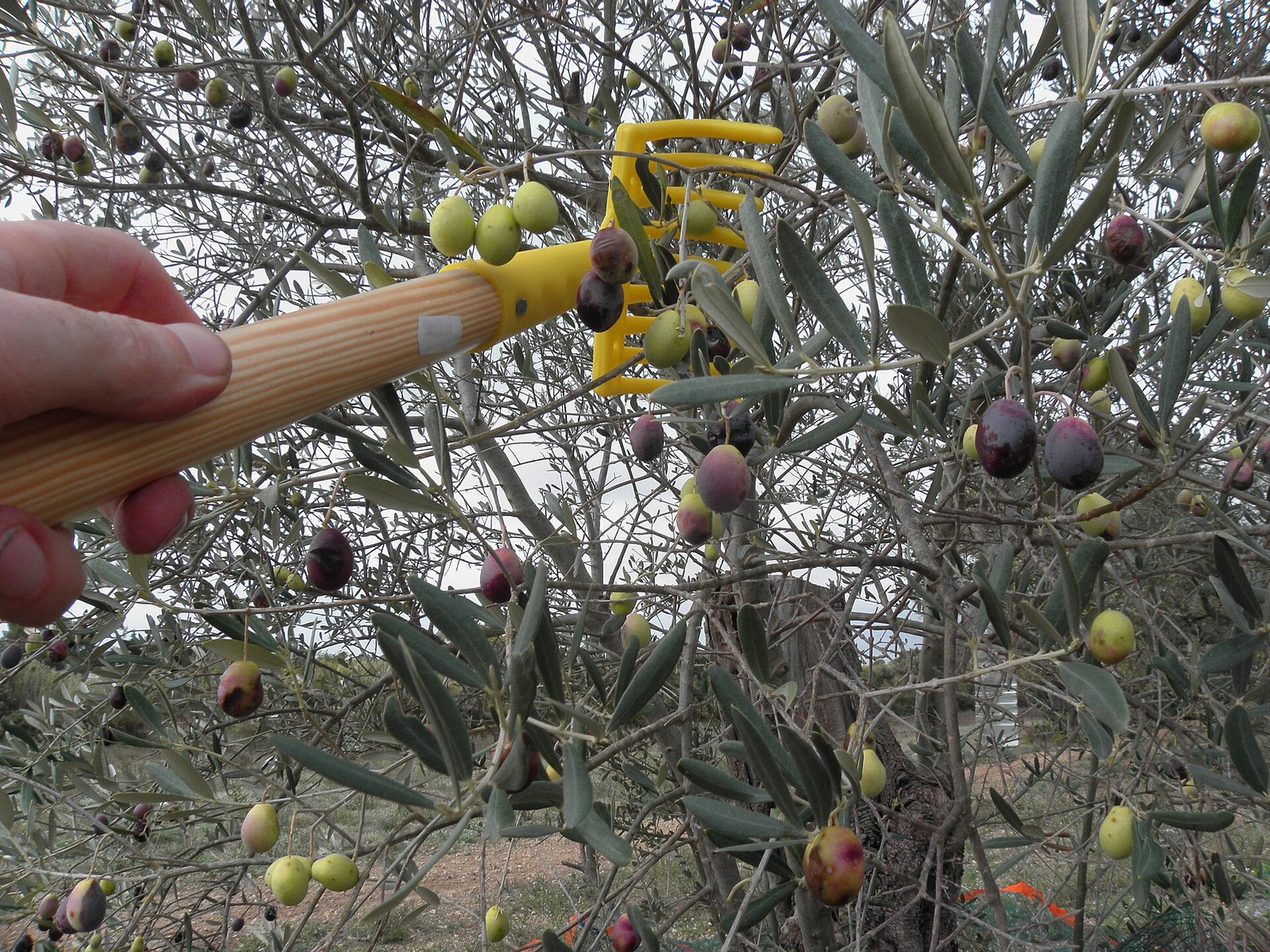 Tarakla zeytin hasadı